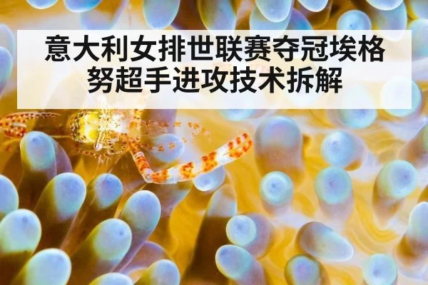 意大利女排世联赛夺冠埃格努超手进攻技术拆解
